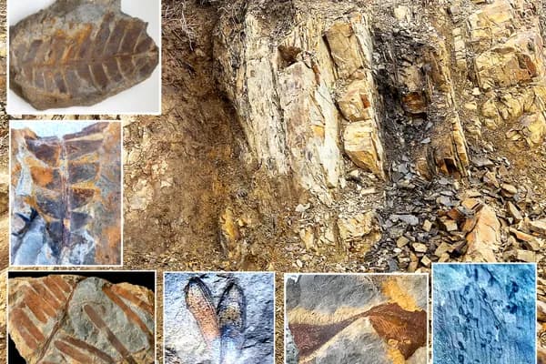 Montana Dinosaur Bone Fragment