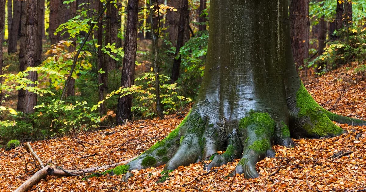 Fall Fossil Hunting in the Upper Midwest