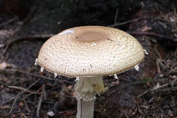 Prince (Agaricus augustus) in Montana habitat
