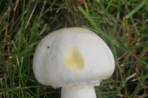 Yellow Staining Mushroom (Agaricus xanthodermus) in New Jersey habitat