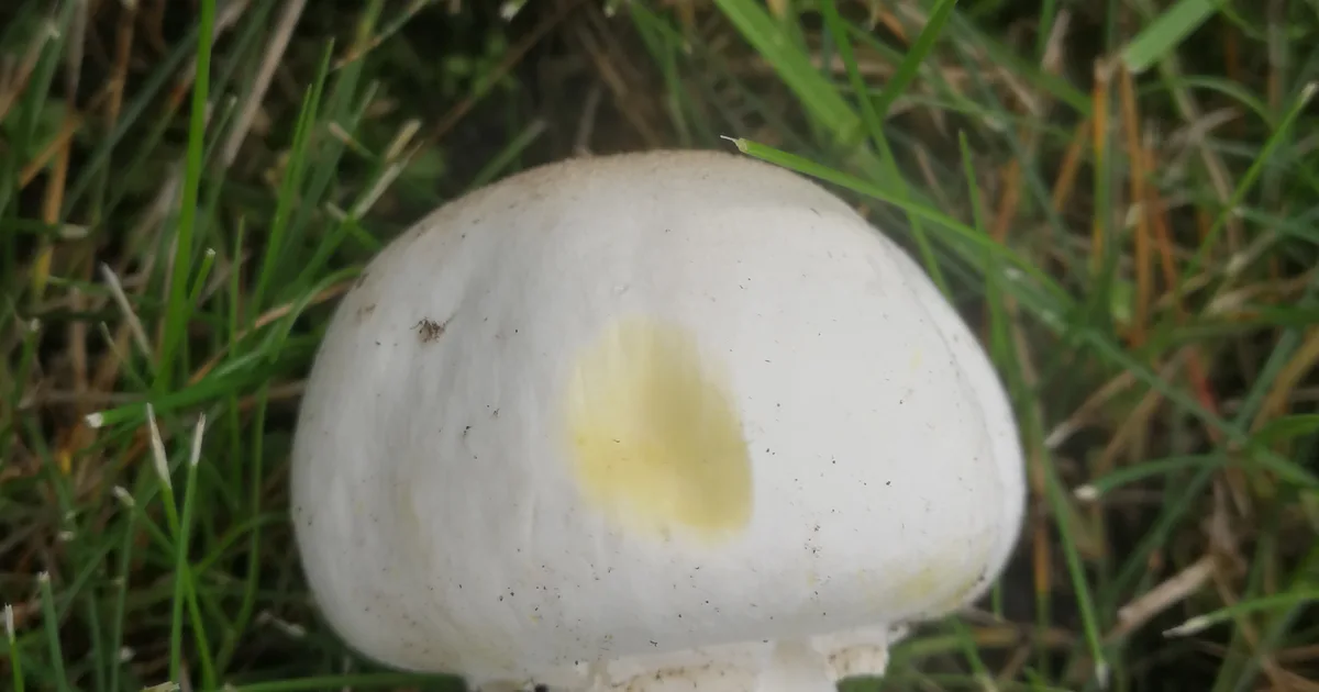 Yellow Staining Mushroom (Agaricus xanthodermus) in Pennsylvania habitat