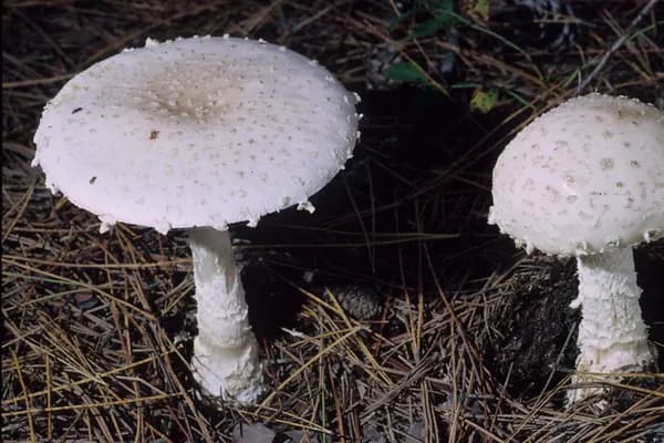 Fly Agaric (Amanita chrysoblema) in Pennsylvania habitat