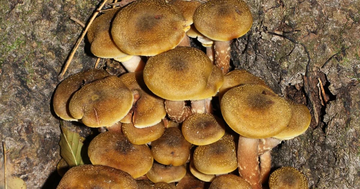Honey Mushroom (Armillaria mellea) in Virginia habitat