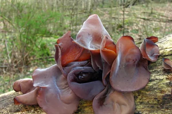 Wood Ear (Auricularia americana) in Louisiana habitat