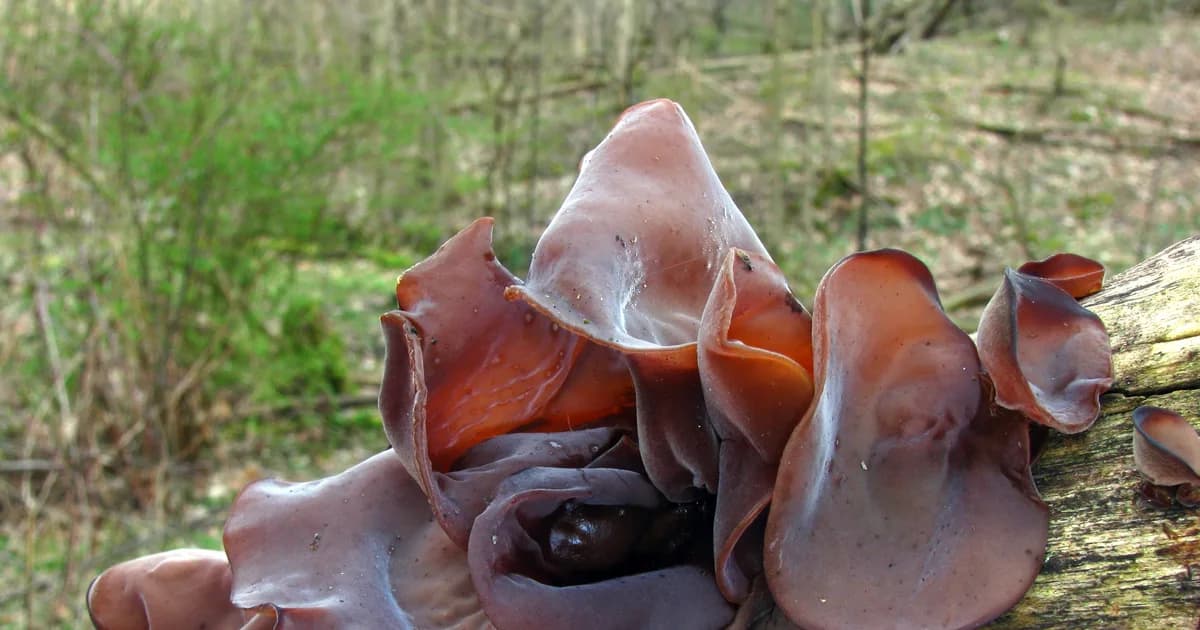 Wood Ear (Auricularia americana) in Virginia habitat