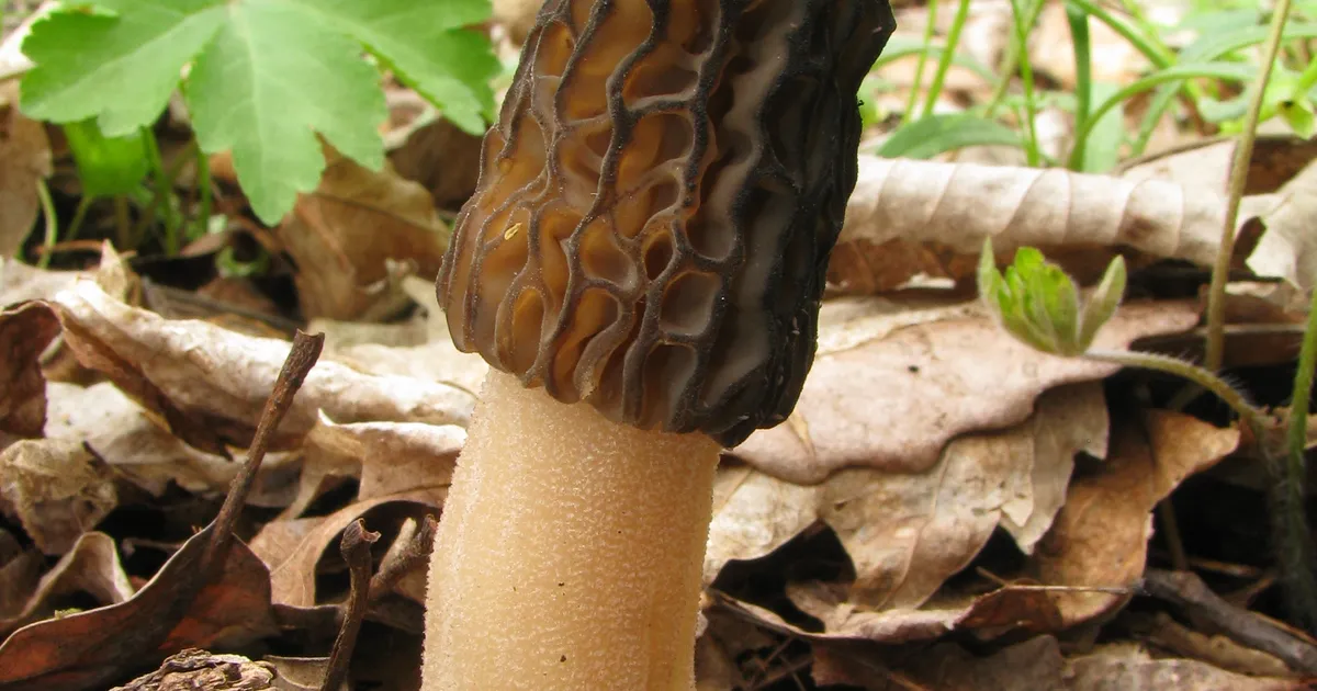 Black Morel (Morchella angusticeps) in New Jersey habitat