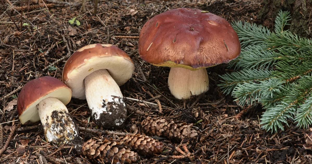 Rocky Mountain King Bolete (Boletus rubriceps) in New Mexico habitat