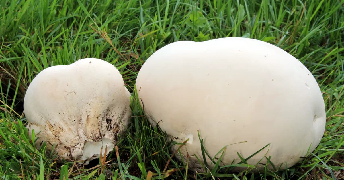 Giant Puffball (Calvatia gigantea) in Michigan habitat