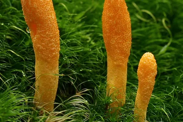 Scarlet Caterpillarclub (Cordyceps militaris) in Indiana habitat