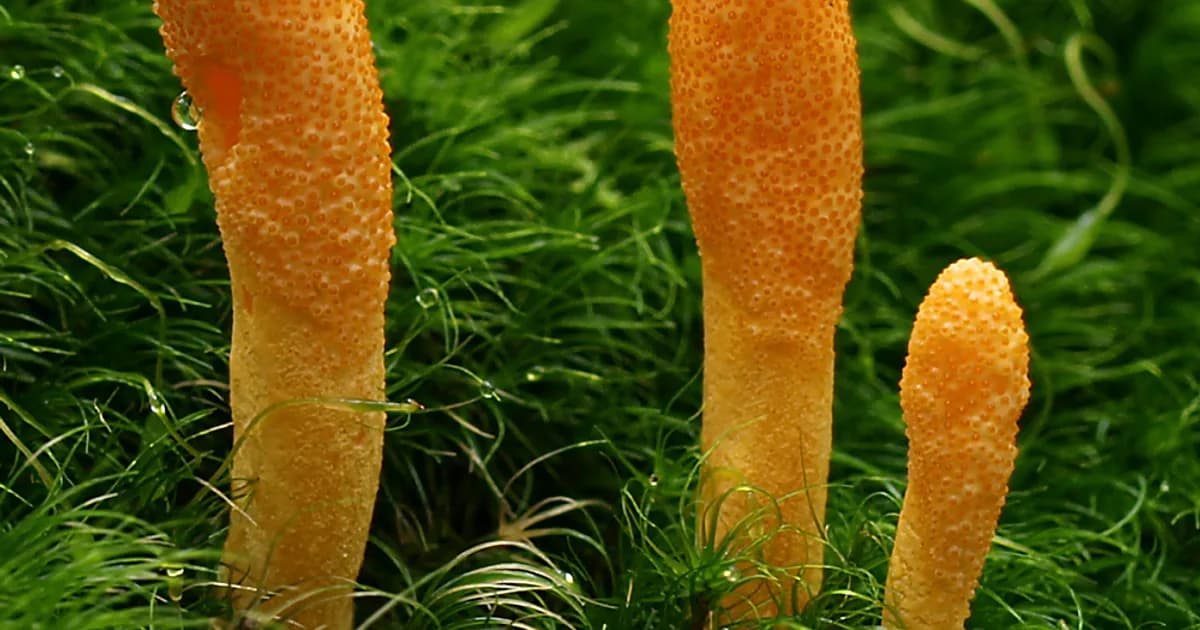 Scarlet Caterpillarclub (Cordyceps militaris) in Pennsylvania habitat
