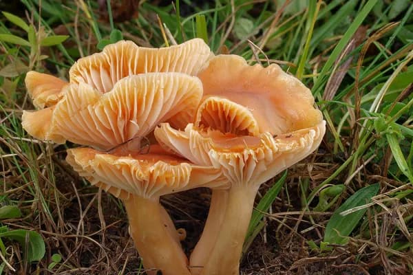 Meadow Waxcap (Cuphophyllus pratensis) in Pennsylvania habitat