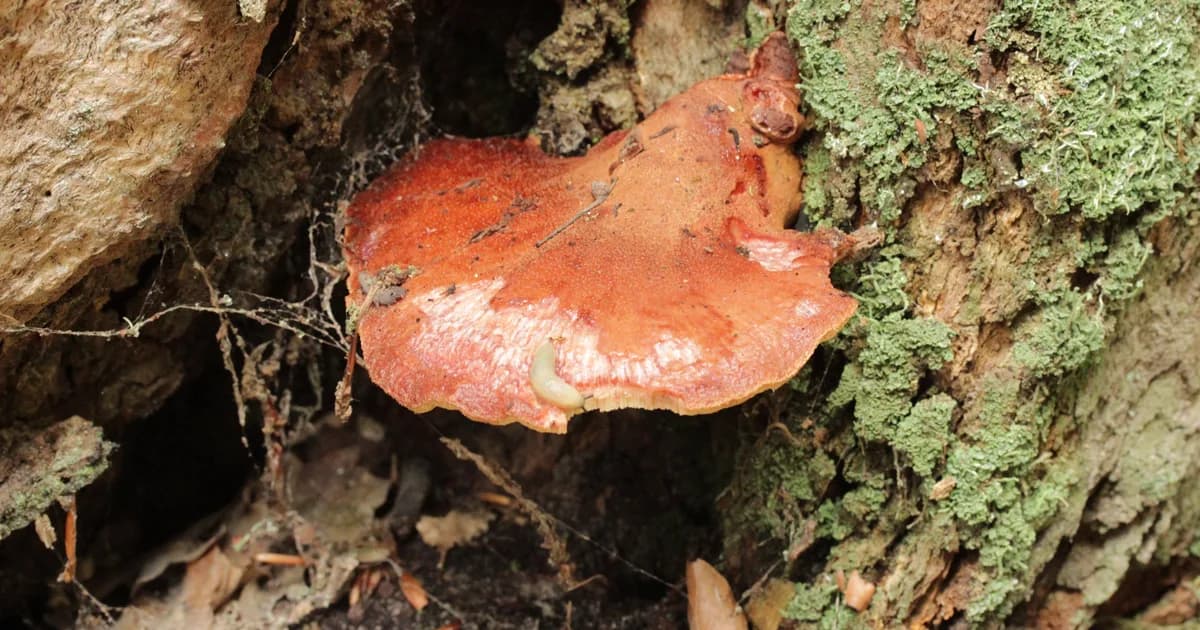 Beefsteak Fungus (Fistulina hepatica) in New York habitat