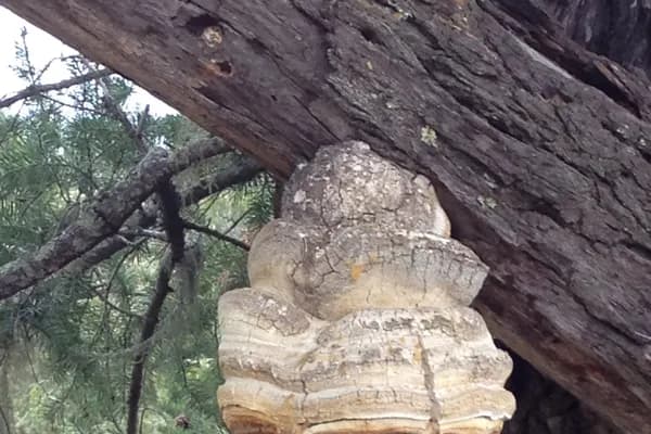 Agarikon (Fomitopsis officinalis) in Alaska habitat