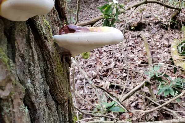 Hemlock Varnish Shelf (Ganoderma tsugae) in New Jersey habitat