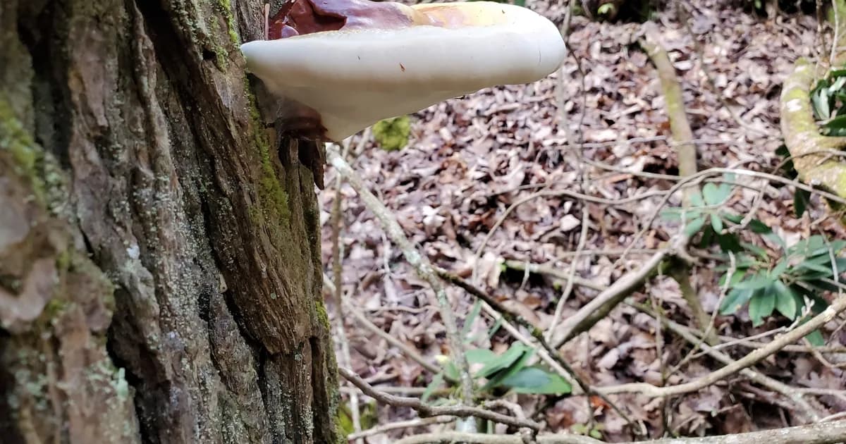 Hemlock Varnish Shelf (Ganoderma tsugae) in Pennsylvania habitat