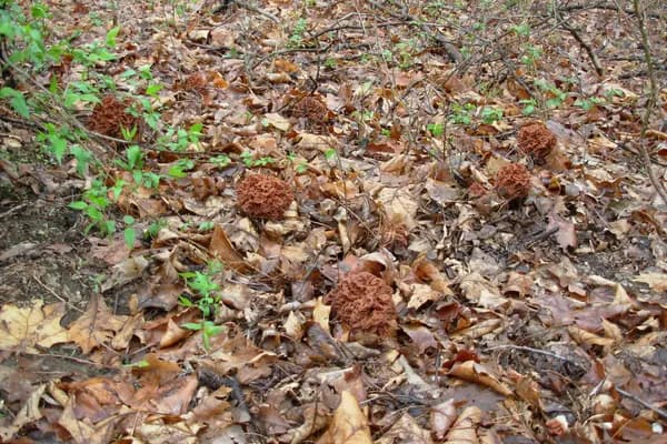Big Red False Morel (Gyromitra caroliniana) in Arkansas habitat