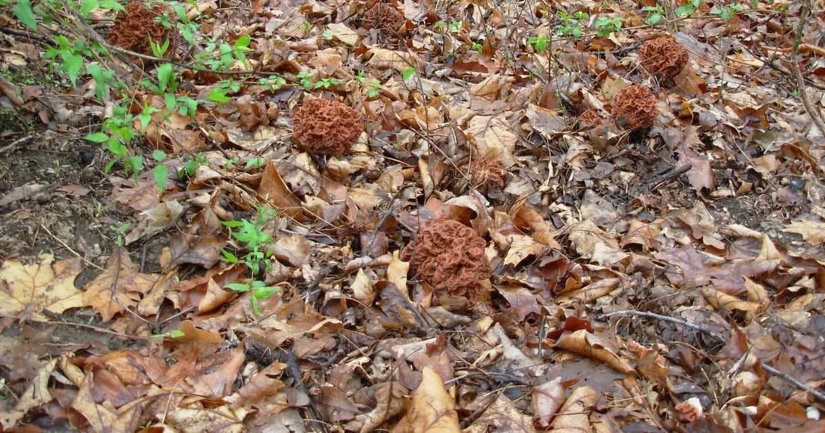 Big Red False Morel (Gyromitra caroliniana) in Louisiana habitat