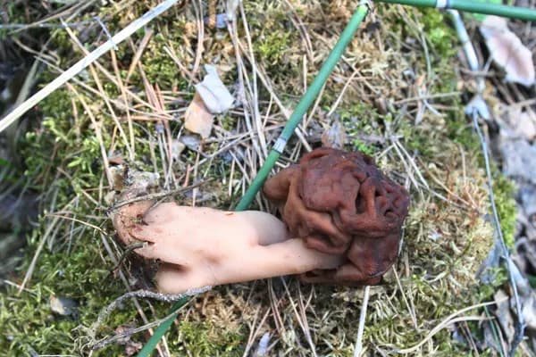 False Morel (Gyromitra esculenta) in Michigan habitat