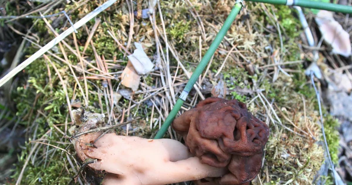 False Morel (Gyromitra esculenta) in Wisconsin habitat