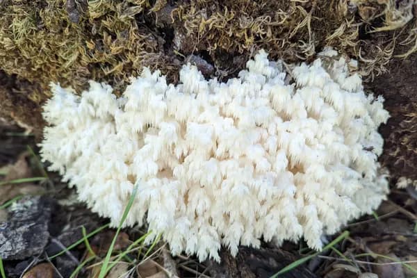 Coral Tooth (Hericium coralloides) in Idaho habitat