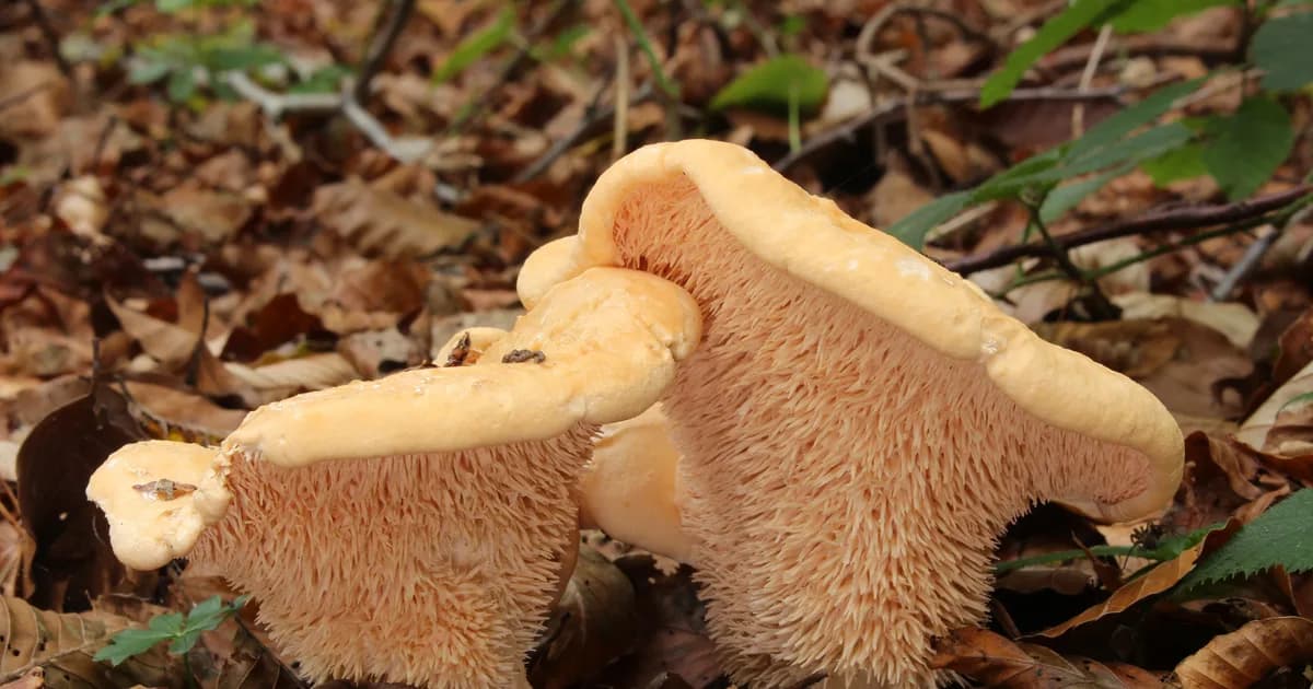 Hedgehog Mushroom (Hydnum repandum) in Idaho habitat