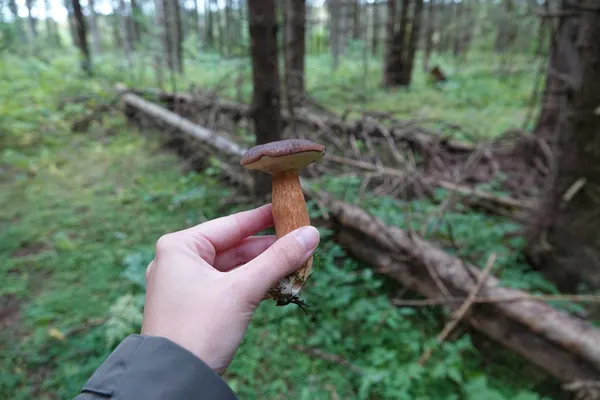 Bay Bolete (Imleria badia) in New Jersey habitat