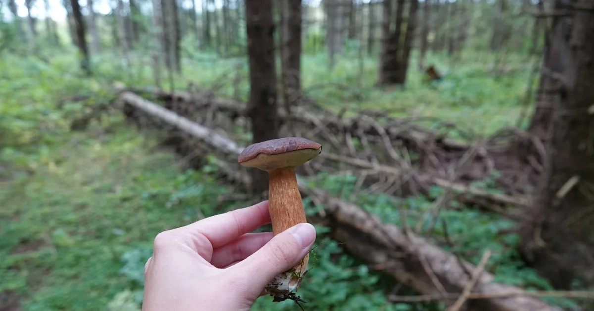 Bay Bolete (Imleria badia) in Pennsylvania habitat