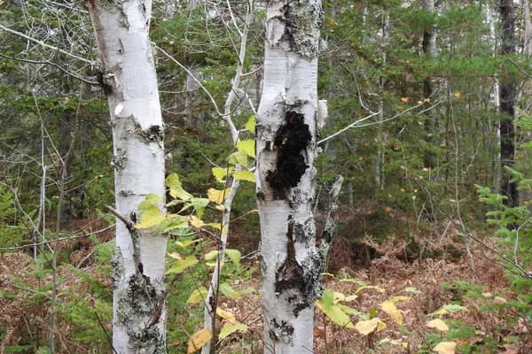 Chaga (Inonotus obliquus) in Montana habitat