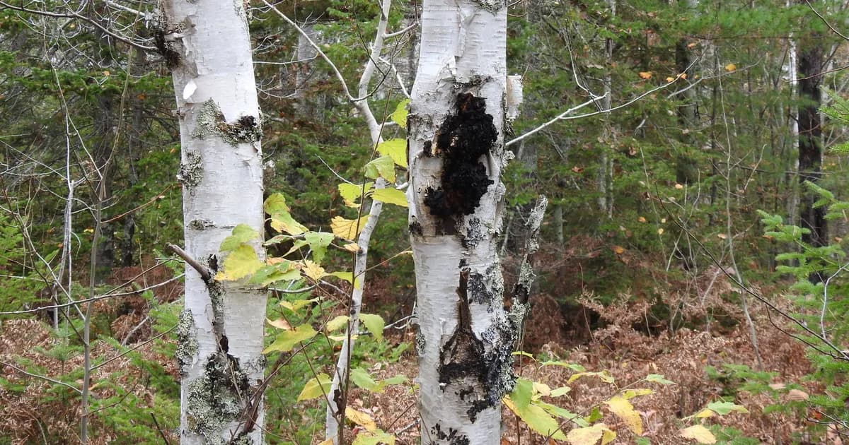 Chaga (Inonotus obliquus) in Idaho habitat