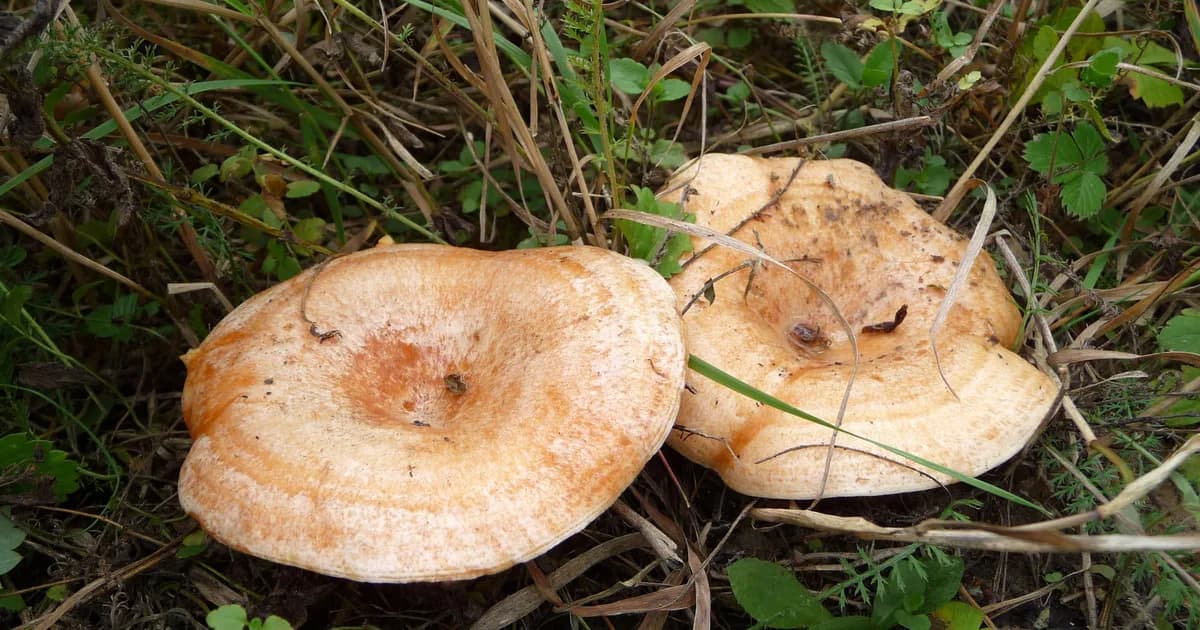 Saffron Milk Cap (Lactarius deliciosus) in Idaho habitat