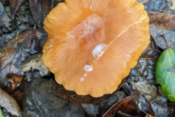Candy Cap (Lactarius rubidus) in Idaho habitat