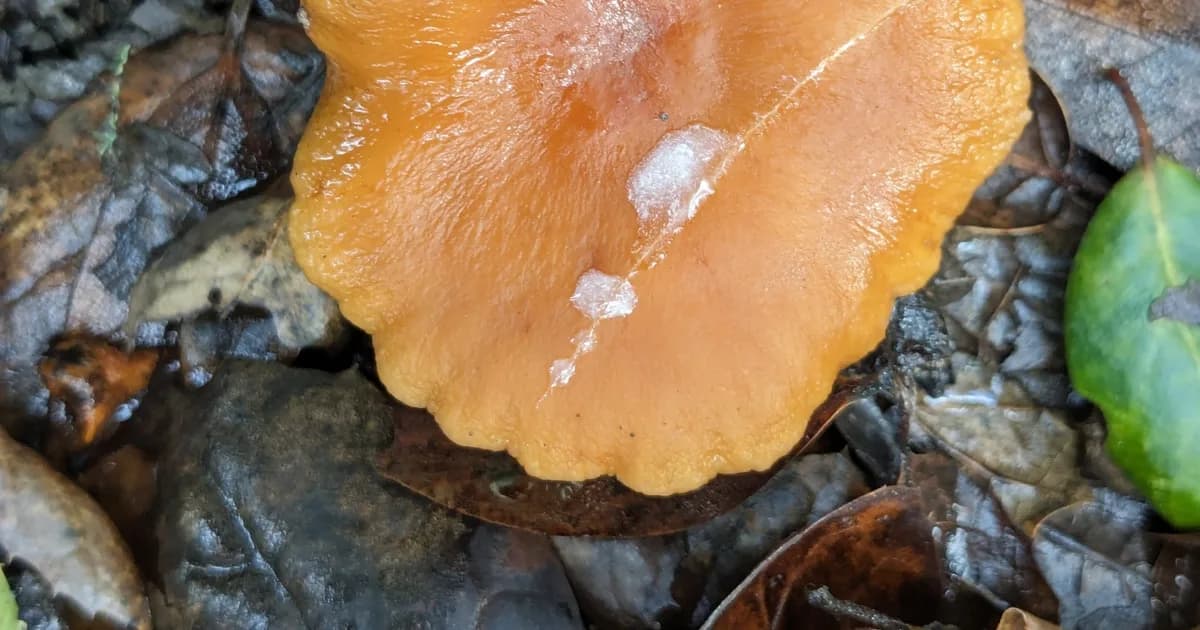 Candy Cap (Lactarius rubidus) in Idaho habitat