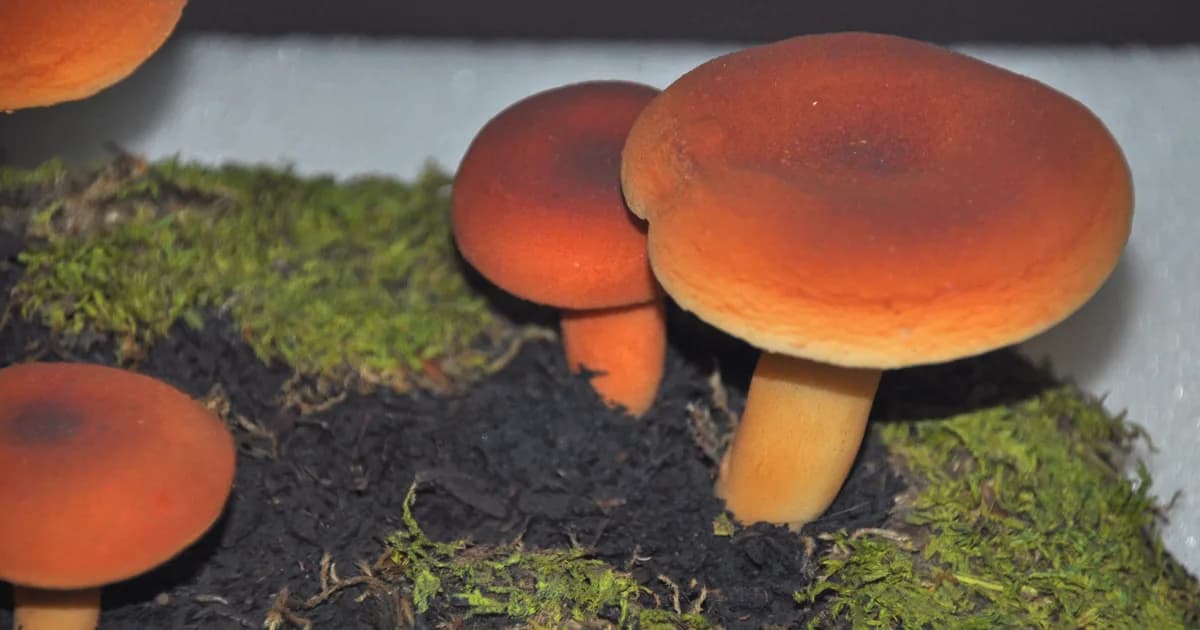 Weeping Milkcap (Lactifluus volemus) in Pennsylvania habitat