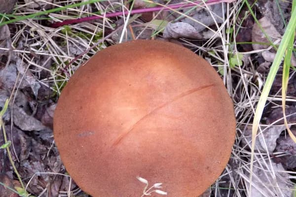 Aspen Bolete (Leccinum insigne) in Alaska habitat