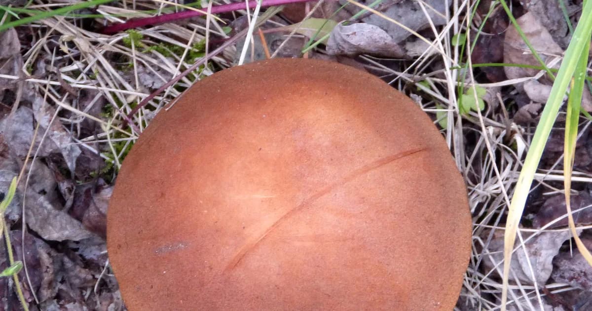 Aspen Bolete (Leccinum insigne) in Idaho habitat