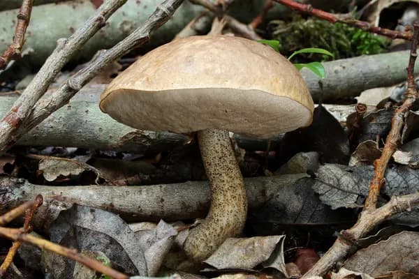 Birch Bolete (Leccinum scabrum) in Idaho habitat