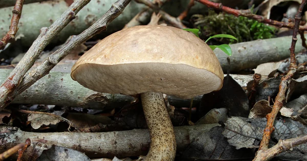 Birch Bolete (Leccinum scabrum) in Idaho habitat