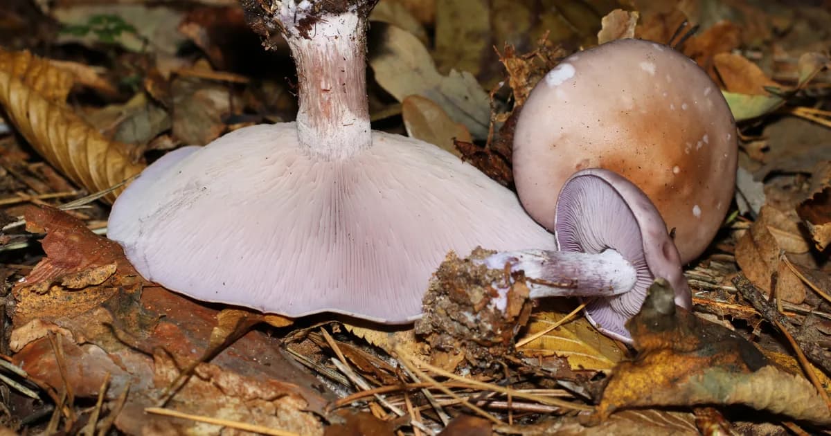 Wood Blewit (Lepista nuda) in Idaho habitat