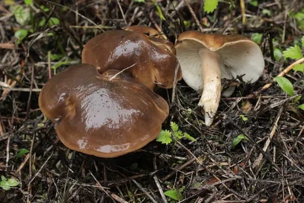 Fried Chicken Mushroom (Lyophyllum decastes) in Idaho habitat