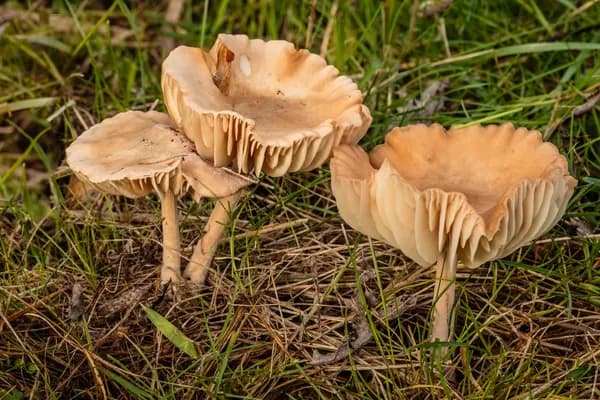 Fairy Ring Mushroom (Marasmius oreades) in New Jersey habitat