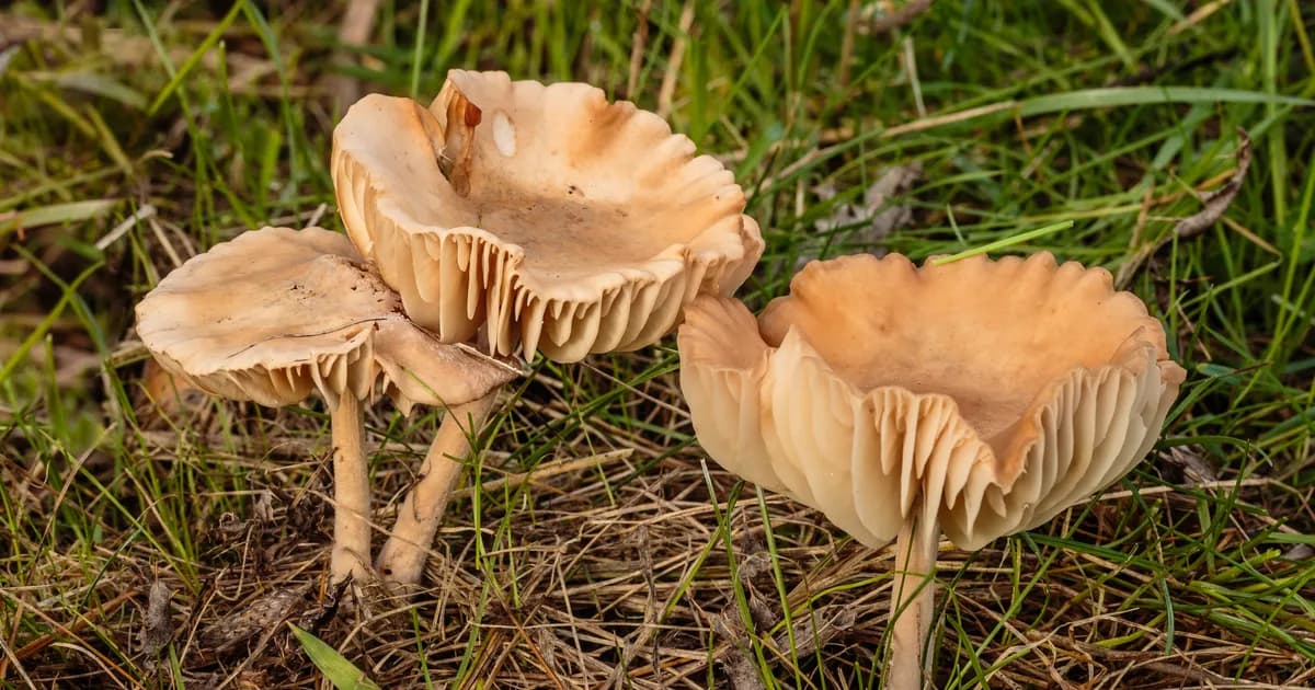 Fairy Ring Mushroom (Marasmius oreades) in Pennsylvania habitat