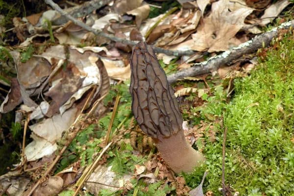 Black Morel (Morchella angusticeps) in Connecticut habitat