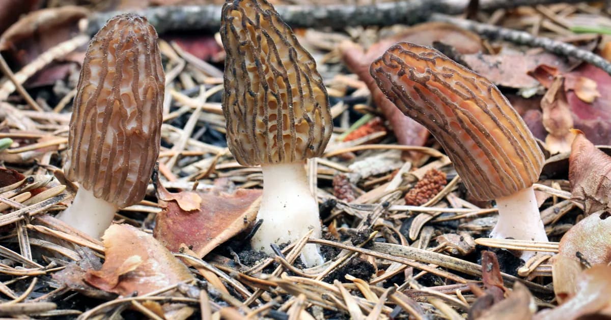 Burn Morel (Morchella sextelata) in Alaska habitat