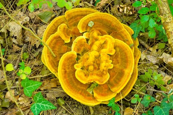Dyer's Polypore (Phaeolus schweinitzii) in Oregon habitat