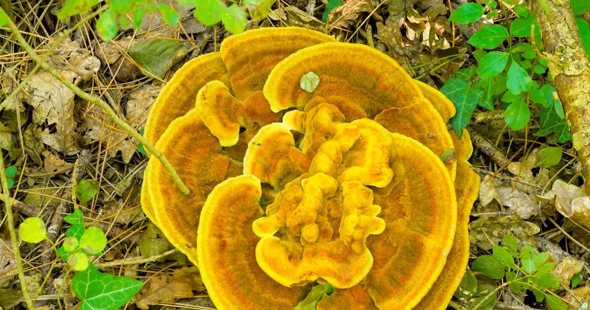 Dyer's Polypore (Phaeolus schweinitzii) in Idaho habitat