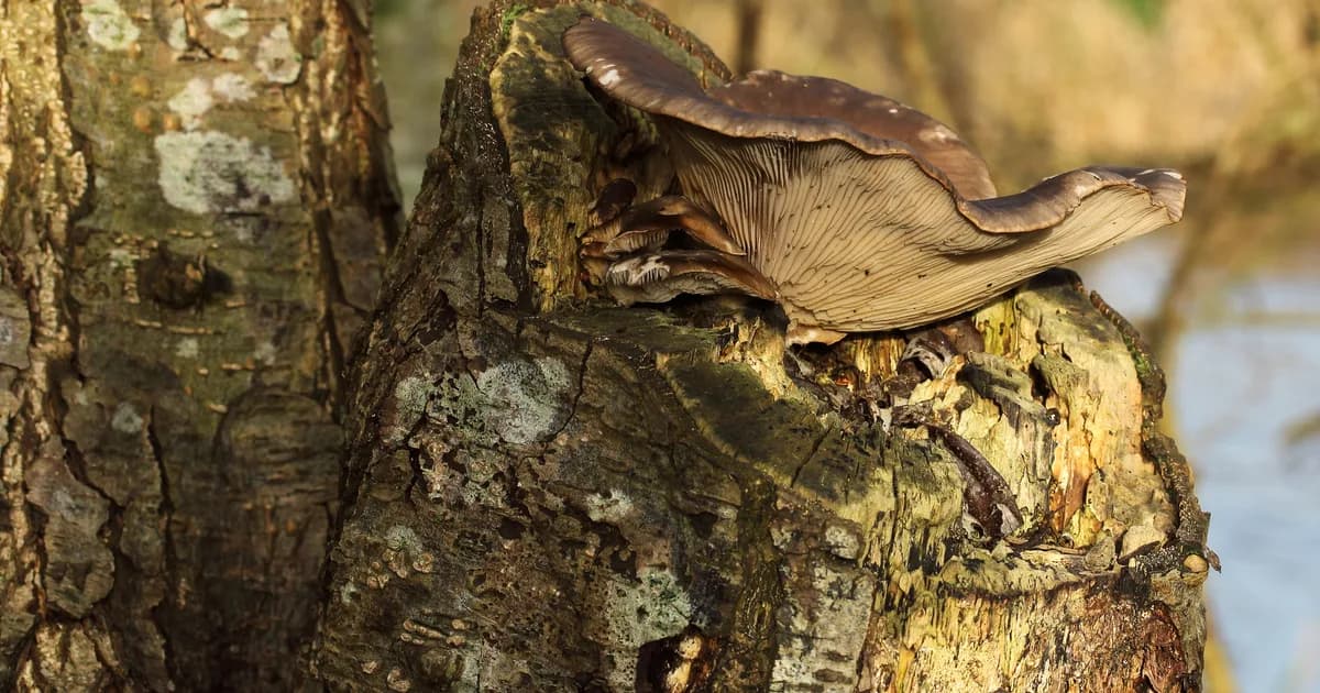 Oyster Mushroom (Pleurotus ostreatus) in Idaho habitat