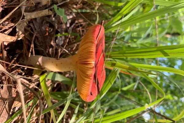 Sickener (Russula emetica) in Pennsylvania habitat