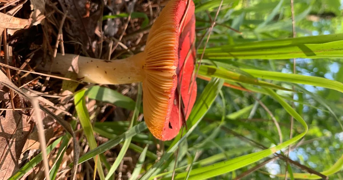 Sickener (Russula emetica) in Pennsylvania habitat