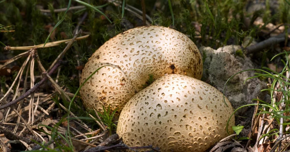 Common Earthball (Scleroderma citrinum) in Pennsylvania habitat