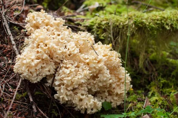 Cauliflower Mushroom (Sparassis radicata) in Idaho habitat